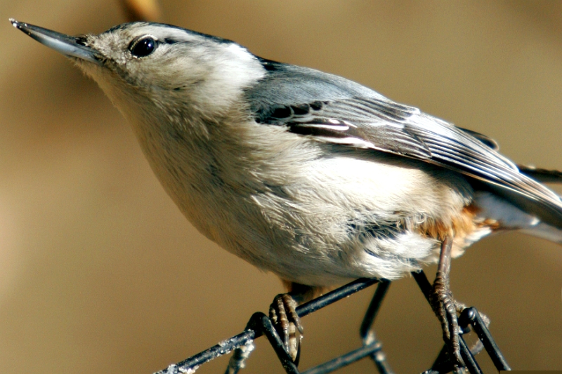 Woodpecker 4 